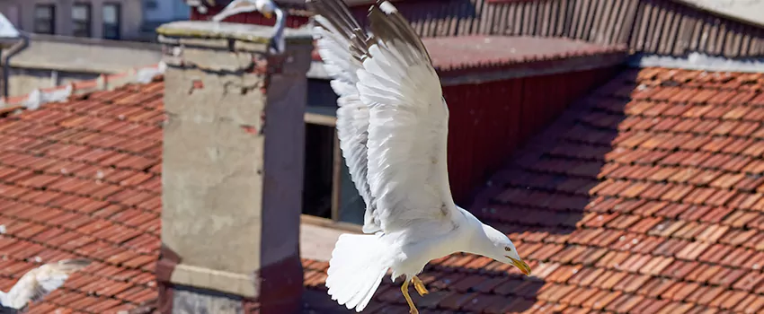 Residential Chimney Animal Removal Solution in Makakilo, HI